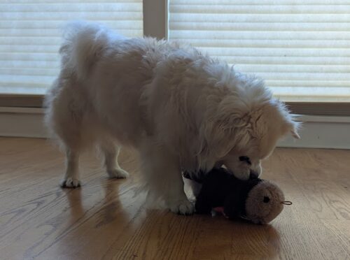 Pradeep GanapathyRaj: Product Leader & AI Strategy Expert